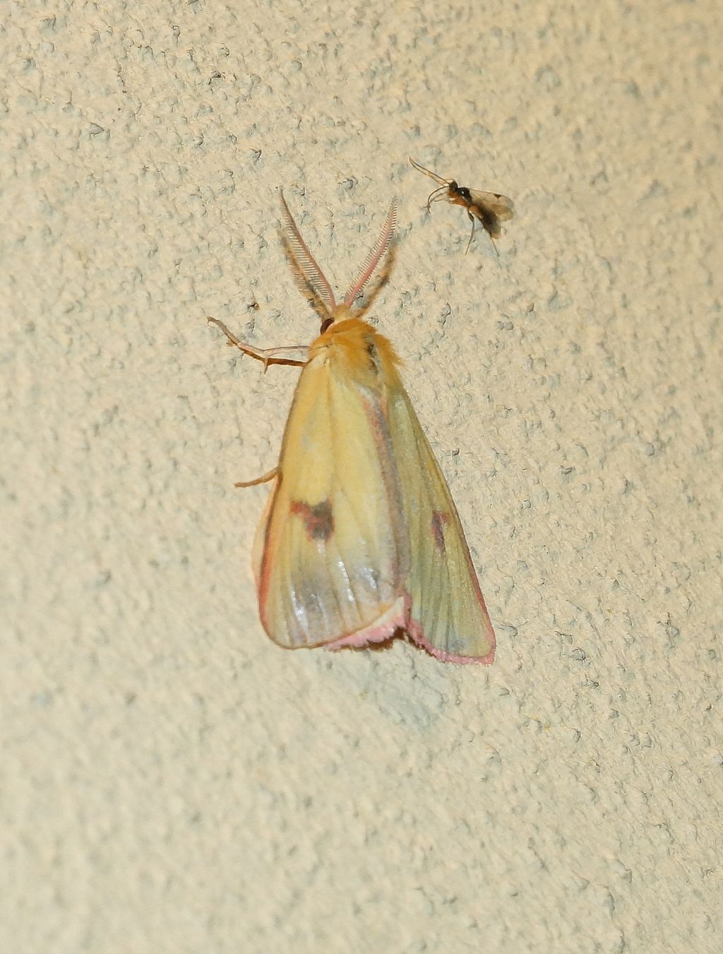 Diacrisia sannio (Erebidae Arctiinae)