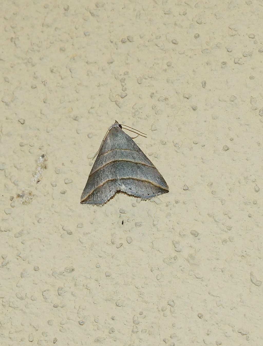 Colobochyla salicalis (Erebidae)