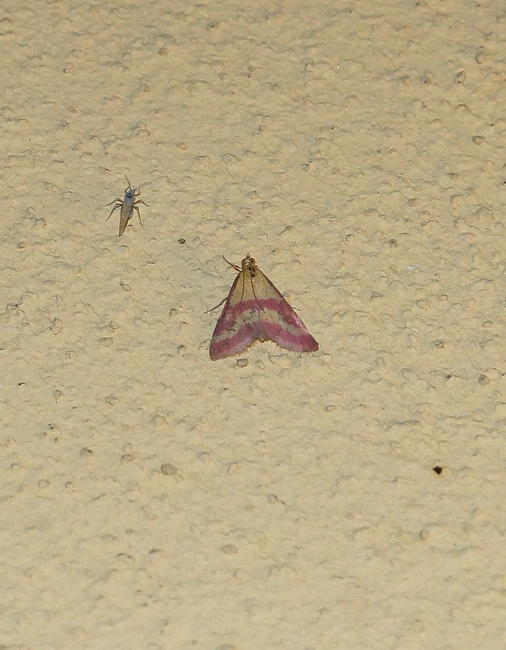 Pyrausta sanguinalis - Crambidae