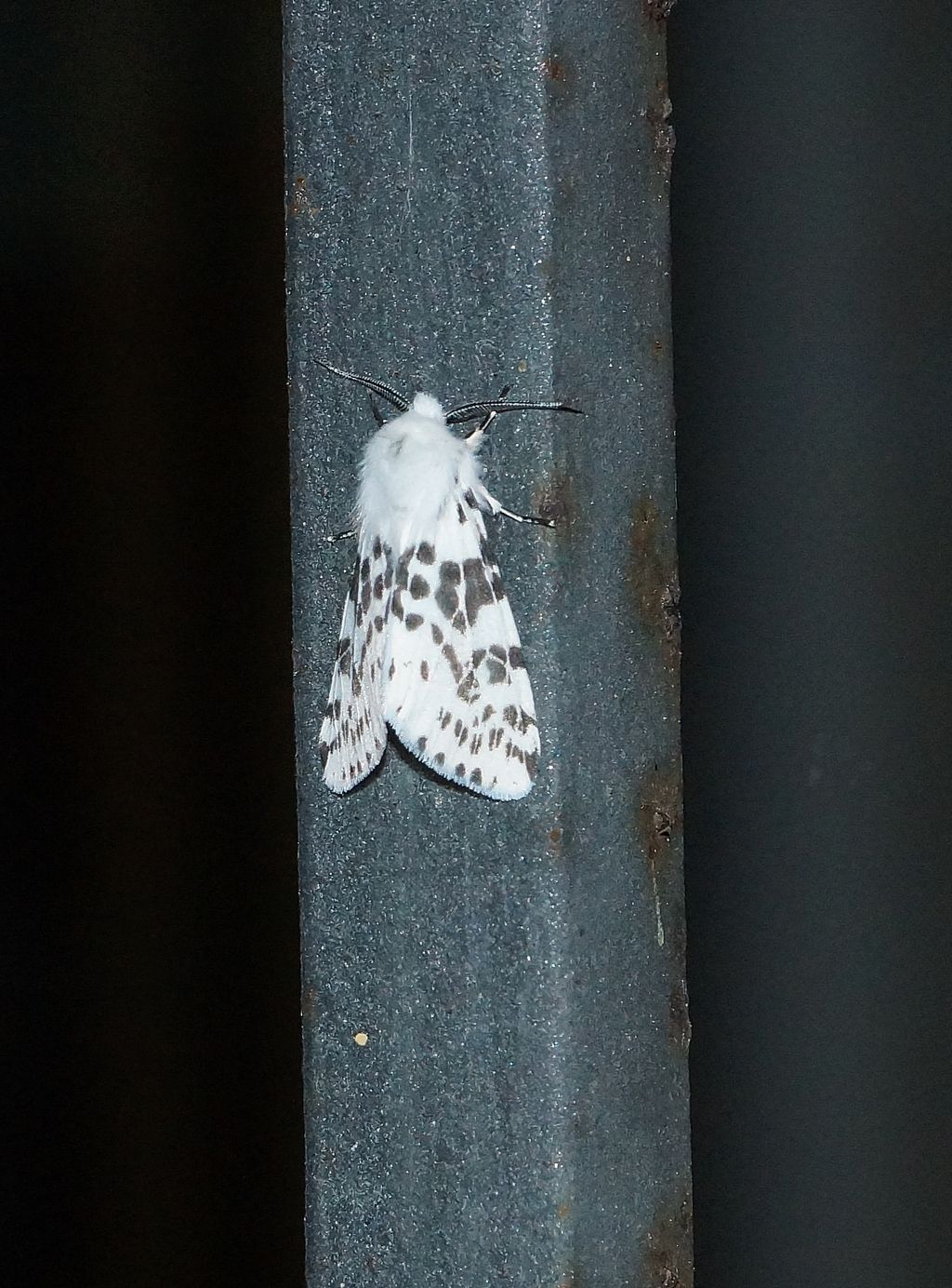 Hyphantria cunea (Erebidae Arctiinae)
