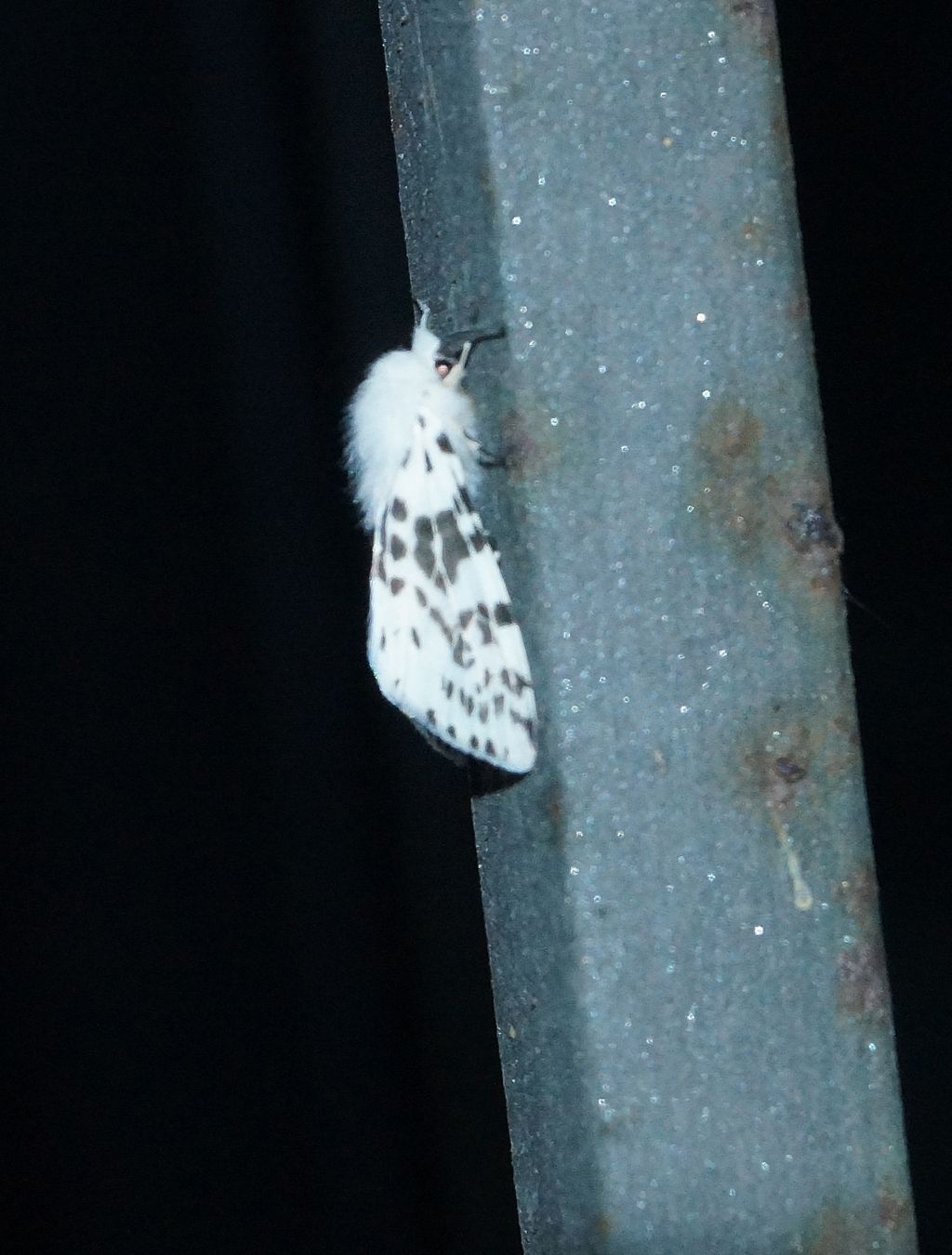 Hyphantria cunea (Erebidae Arctiinae)