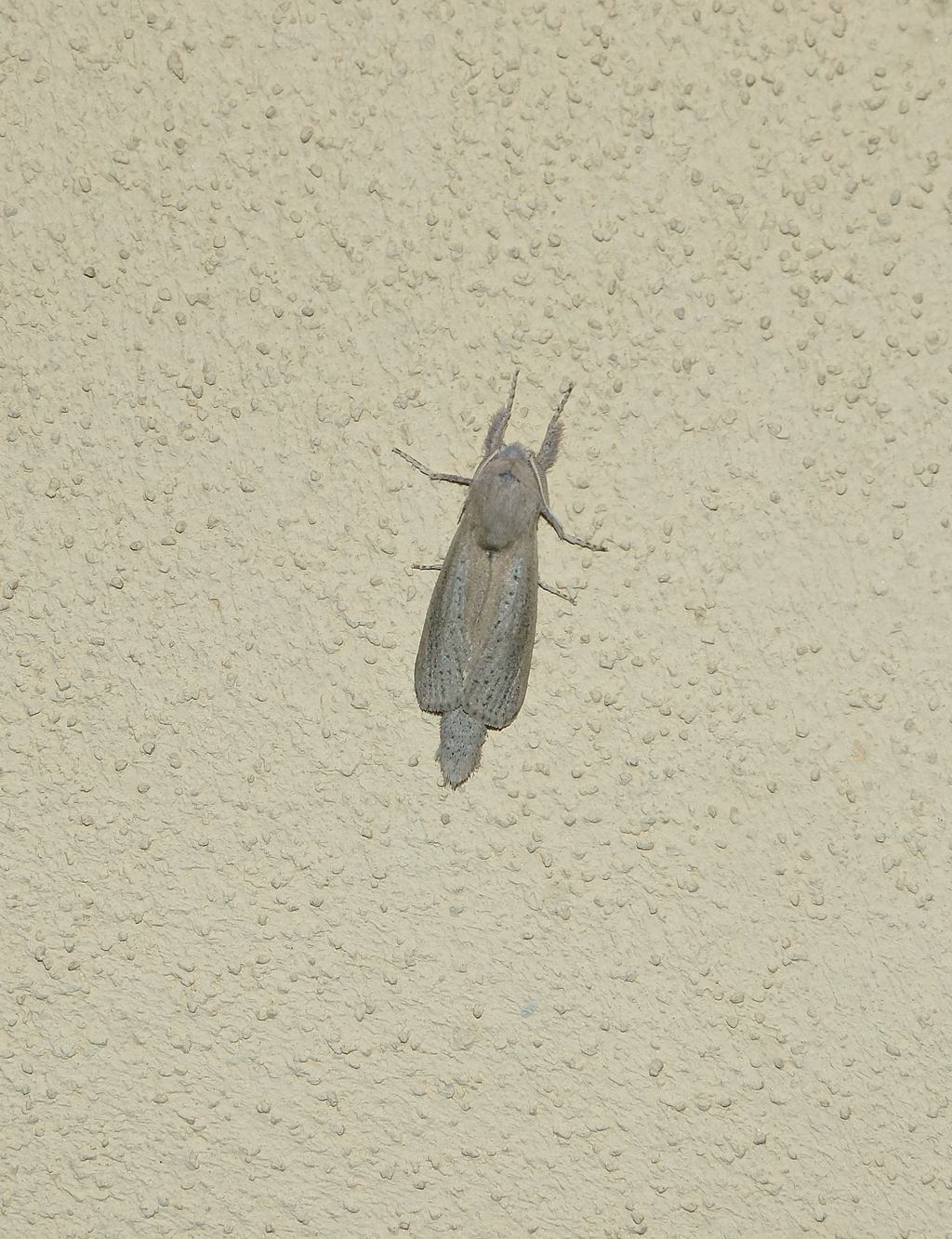 Phragmataecia castaneae (Cossidae)