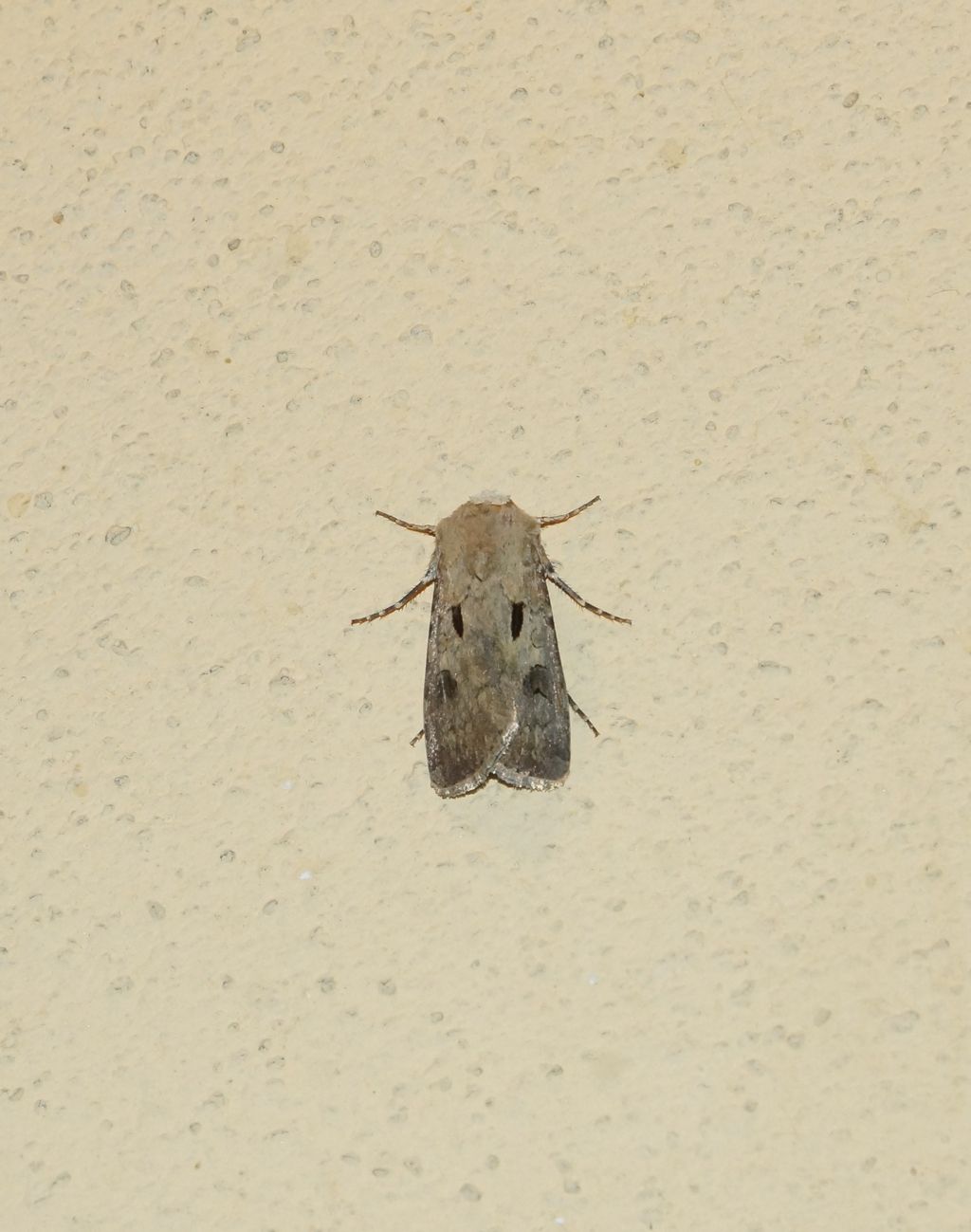 Noctuidae:   Agrotis exclamationis