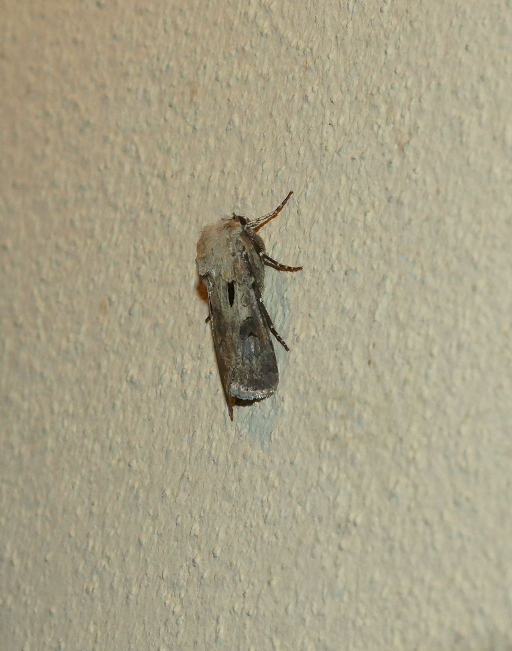 Noctuidae:   Agrotis exclamationis