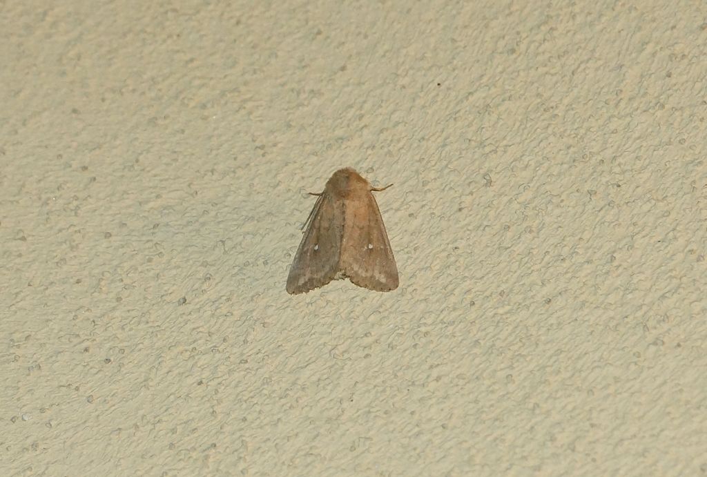 Mythimna albipuncta (Noctuidae)