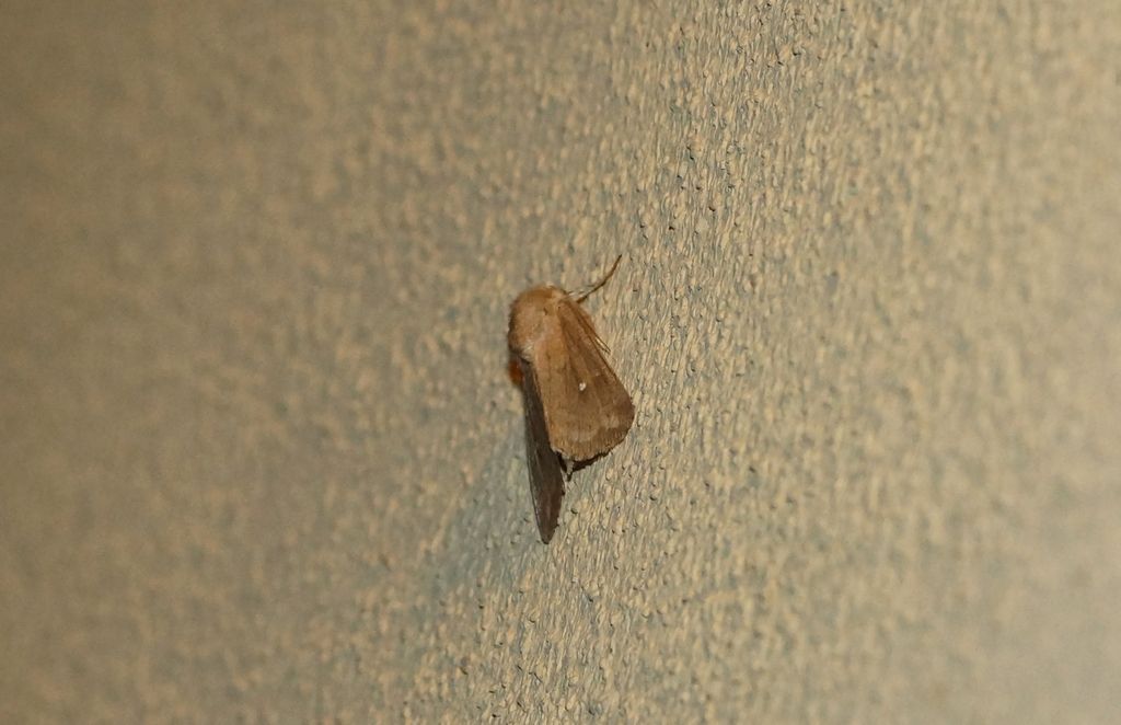 Mythimna albipuncta (Noctuidae)
