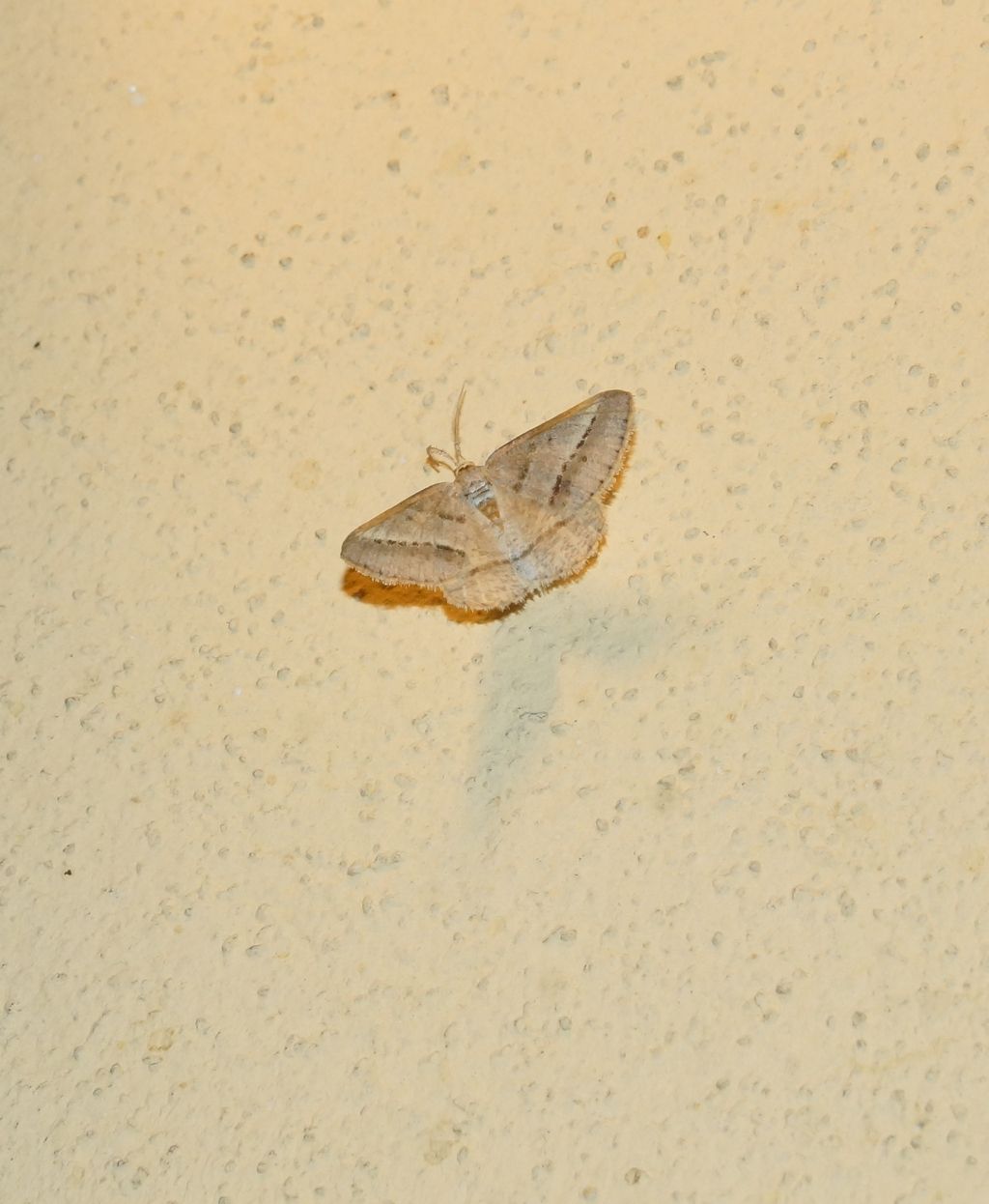altra falena da id