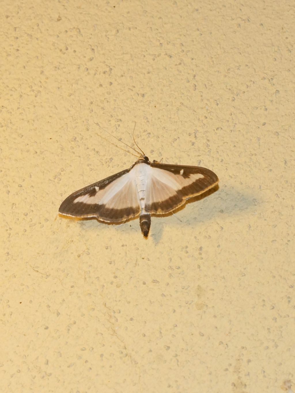 Cydalima perspectalis (Crambidae)