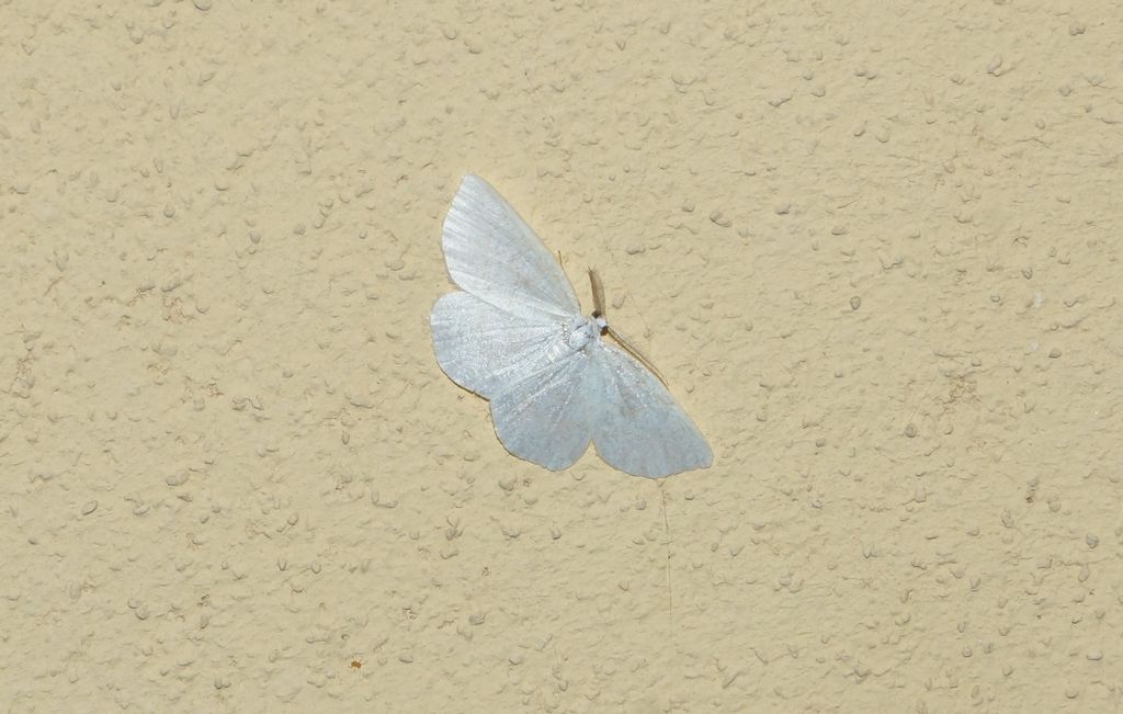 geometridae da id