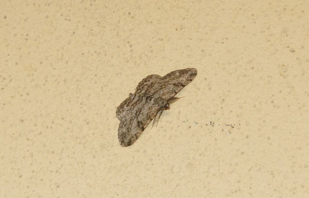 Geometridae: Peribatodes rhomboidaria
