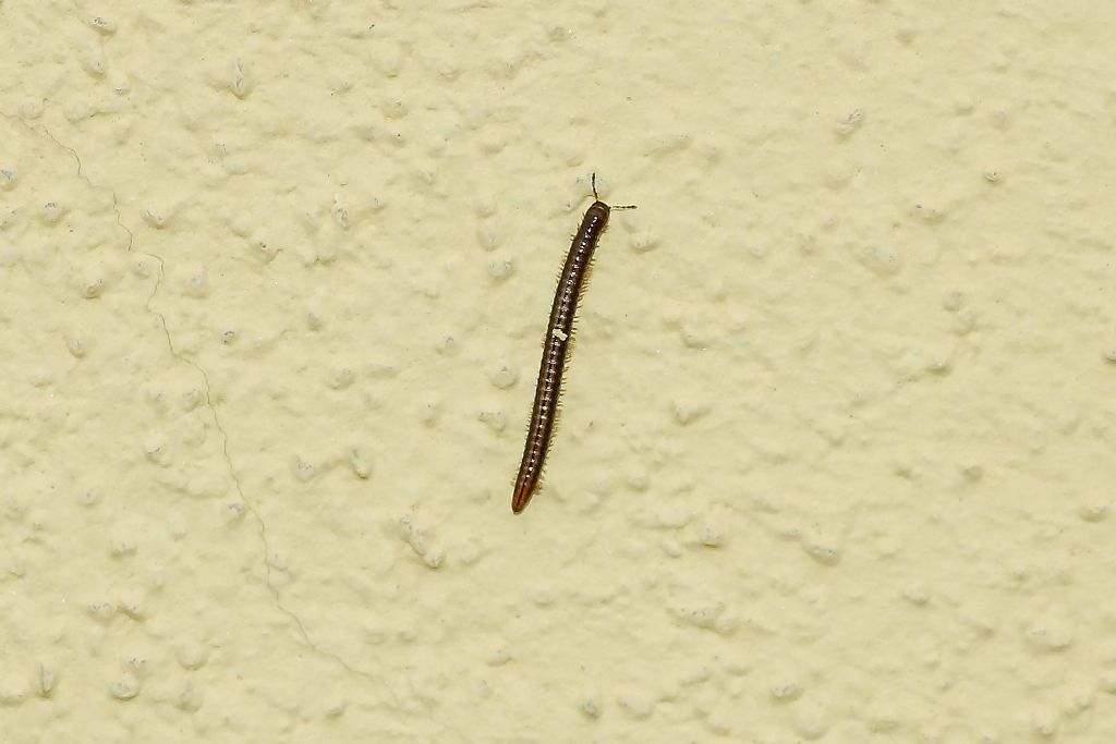 millepiedi (Julida)