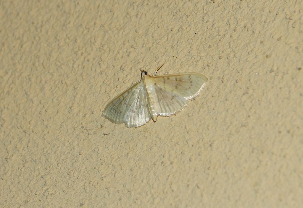 id