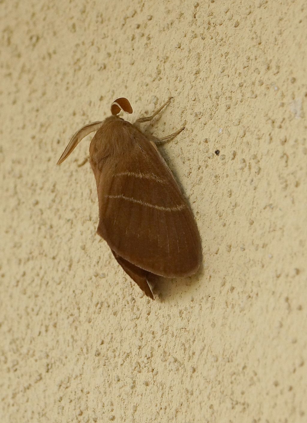id falena
