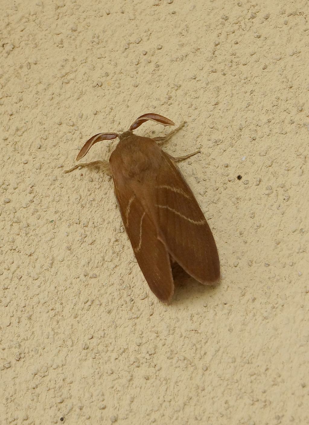id falena