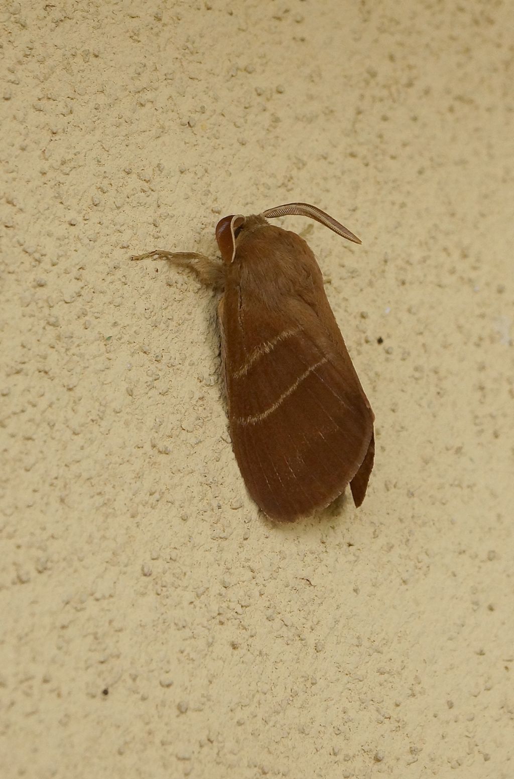 id falena