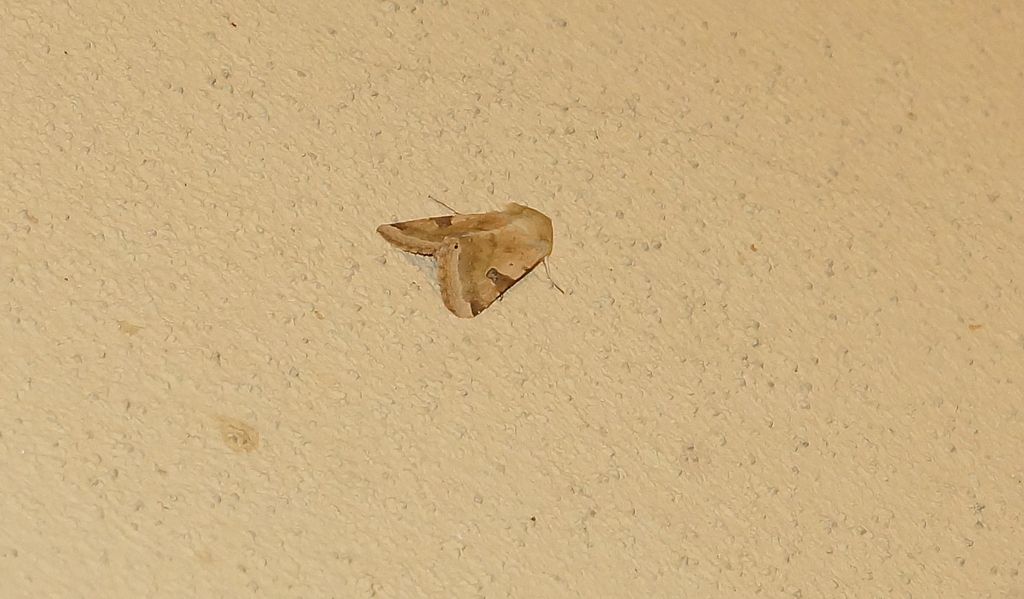 id falena