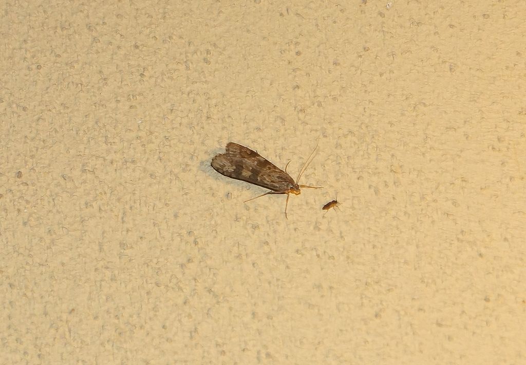 Nomophila noctuella - Crambidae