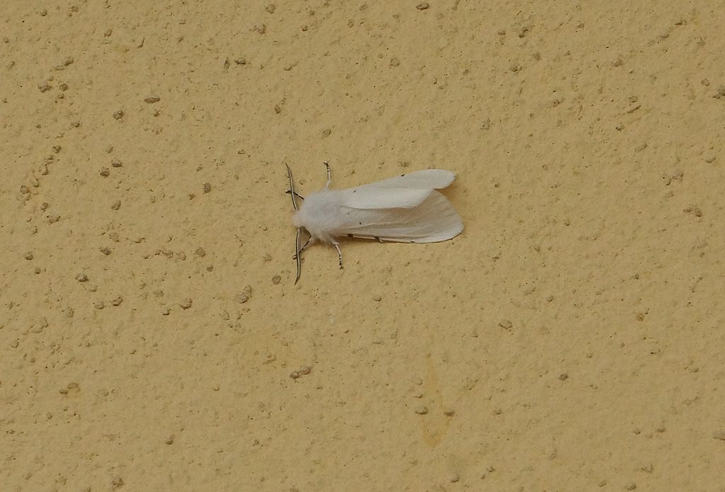 id falena