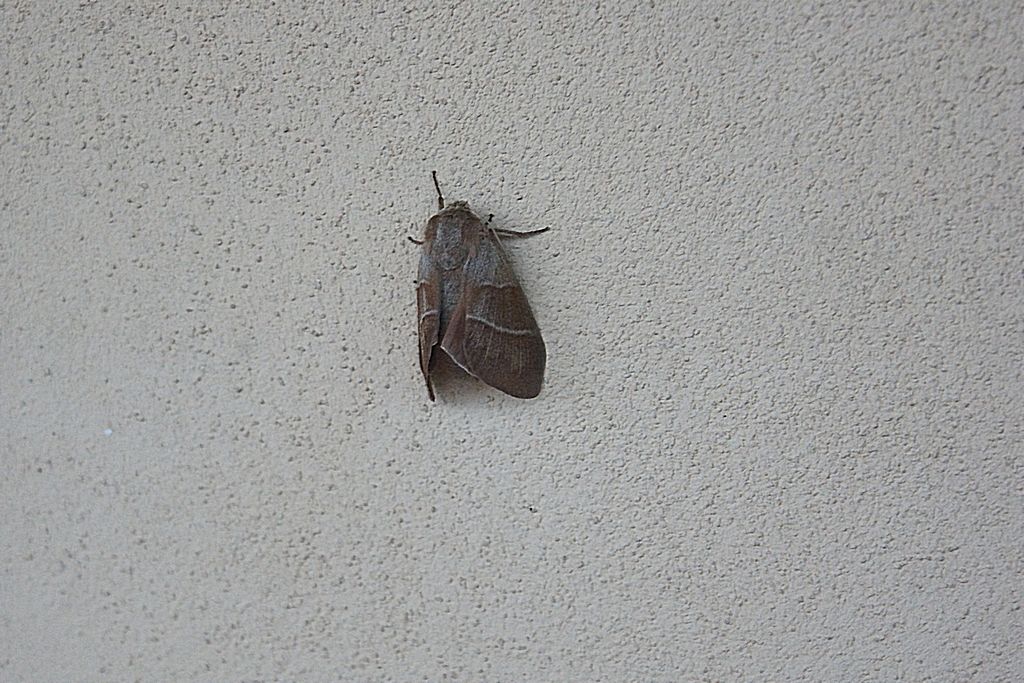 falena