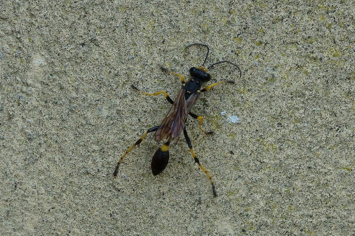 Sceliphron caementarium