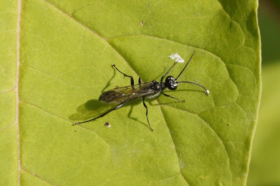 Chalybion sp. (Sphecidae)