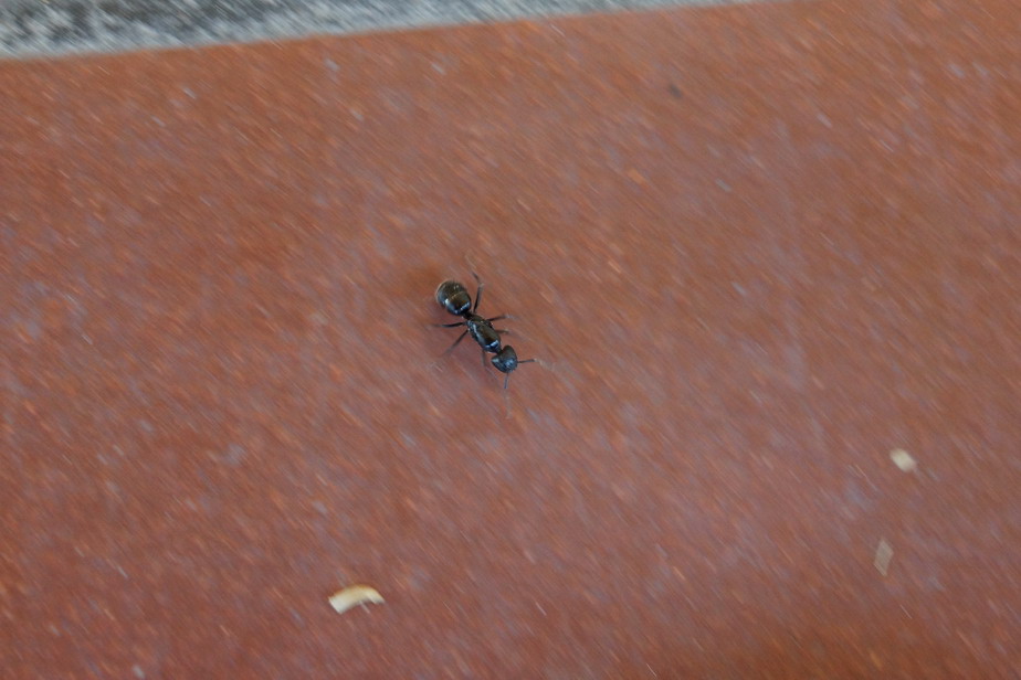 Femmina di Camponotus cfr aethiops