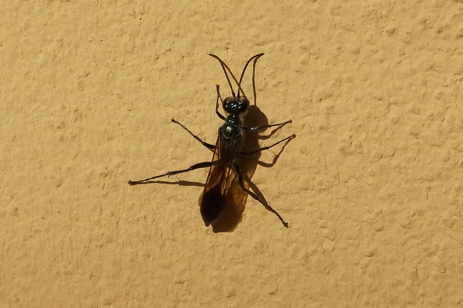 Chalybion sp.?