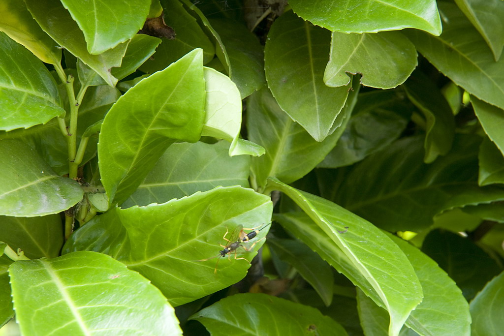 icneumonidae quale?