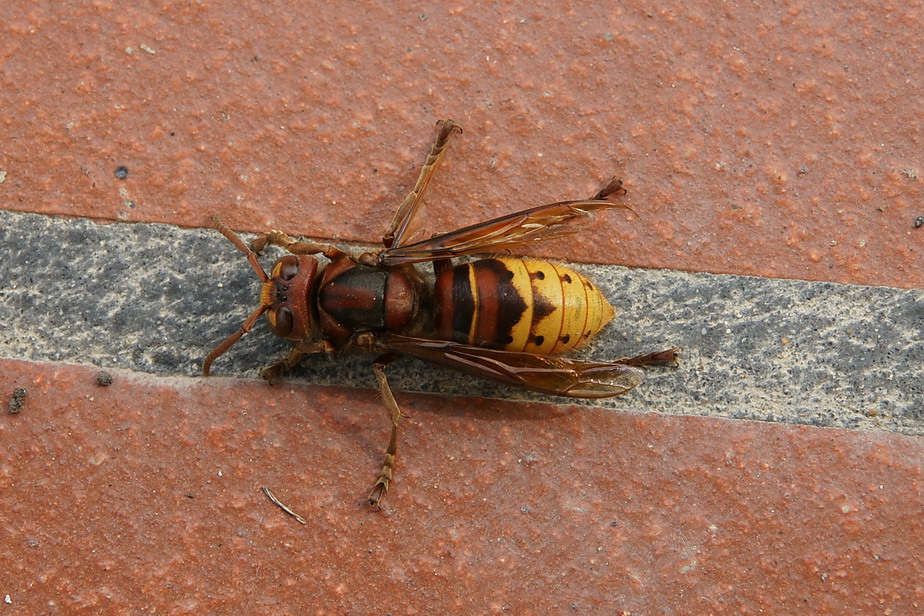 Vespa crabro