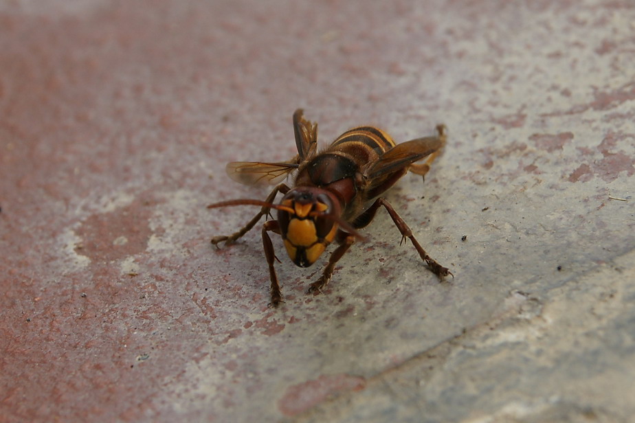Vespa crabro