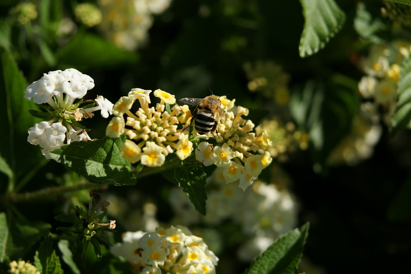 Amegilla sp. (Apidae Anthophorinae)