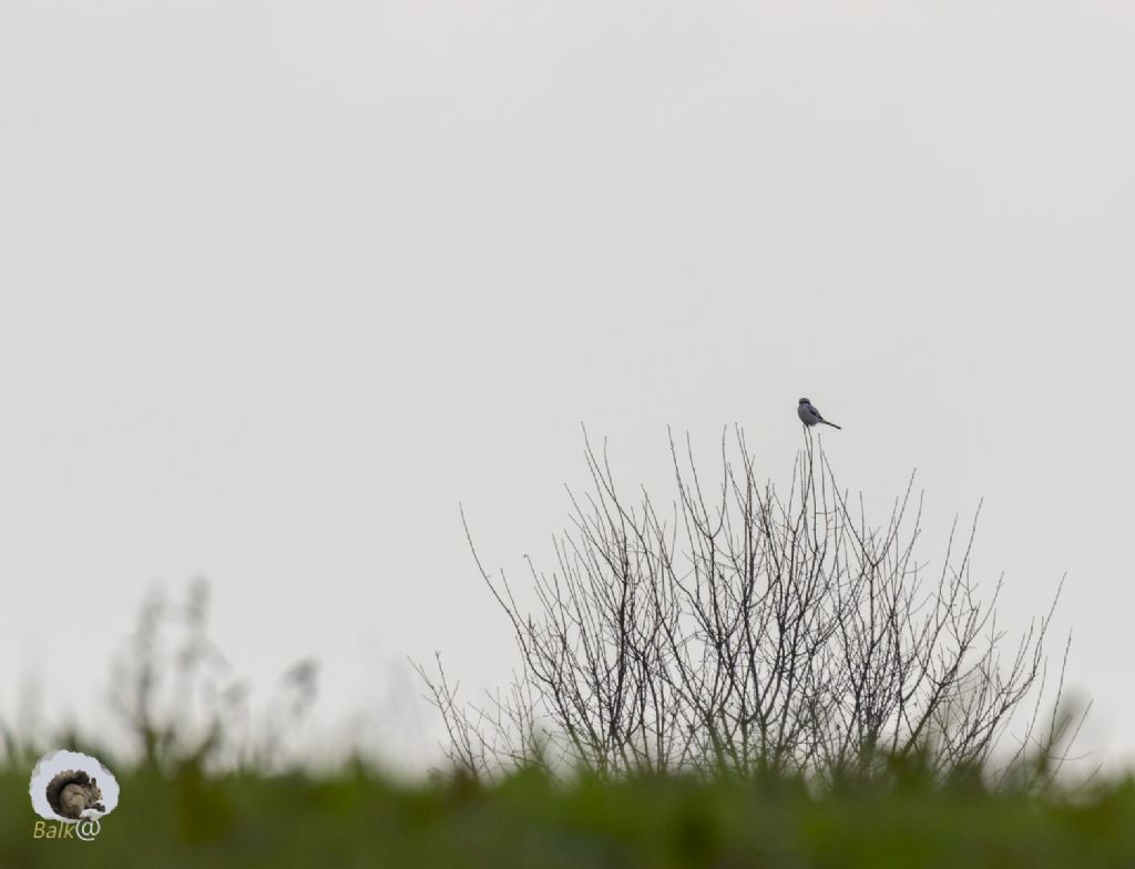 Identificazione: Averla maggiore (Lanius excubitor)