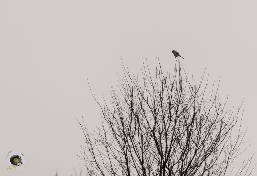 Identificazione: Averla maggiore (Lanius excubitor)