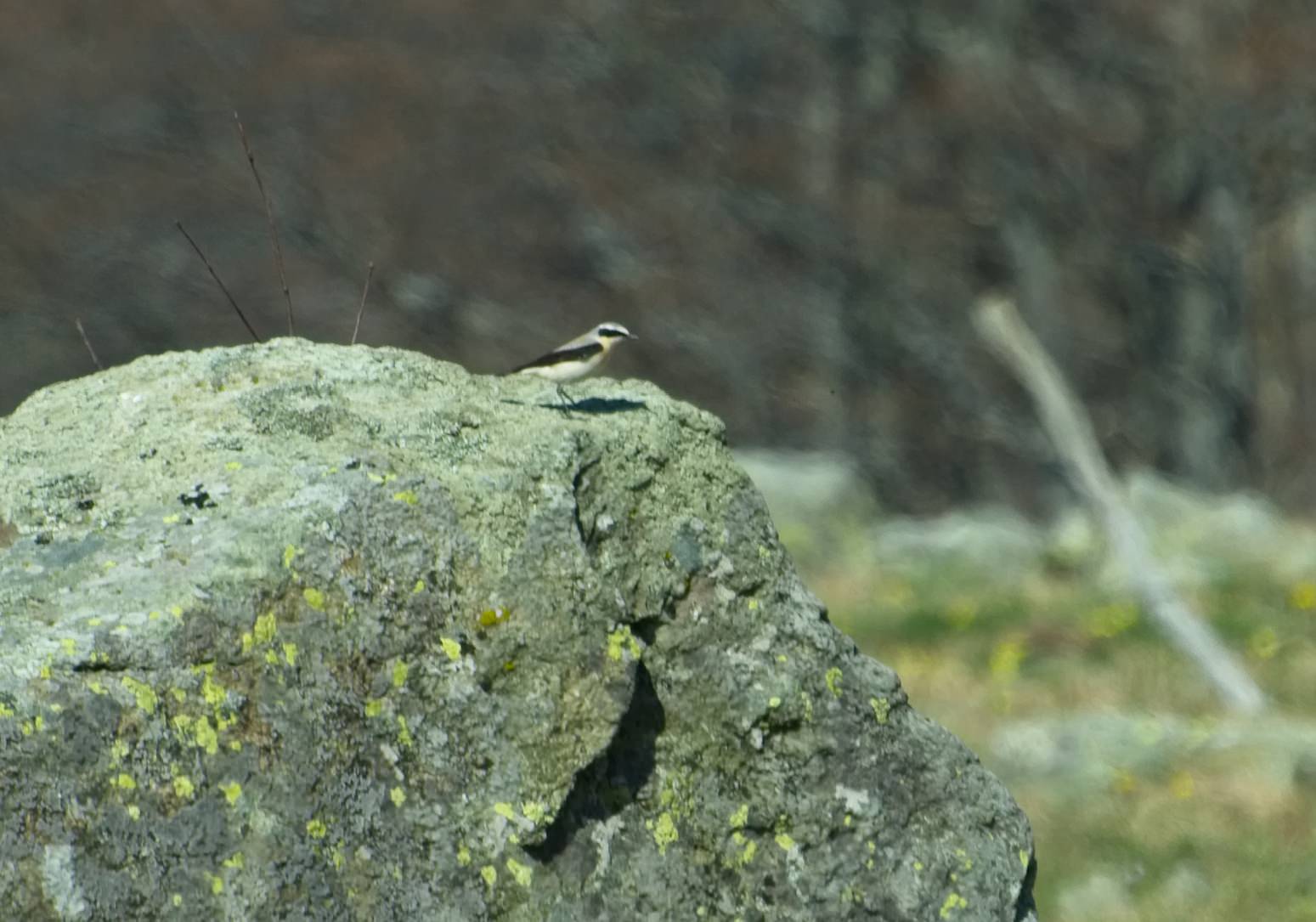 Identificazione:  Culbianco (Oenanthe oenanthe)