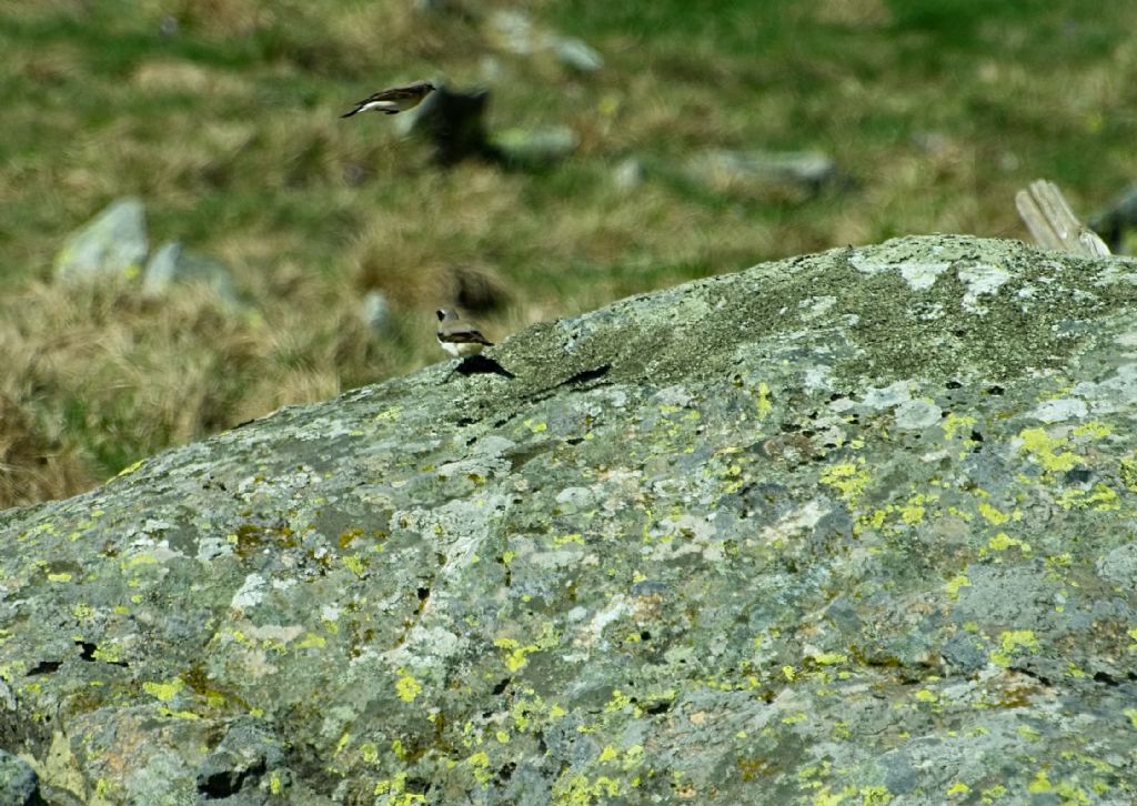 Identificazione:  Culbianco (Oenanthe oenanthe)