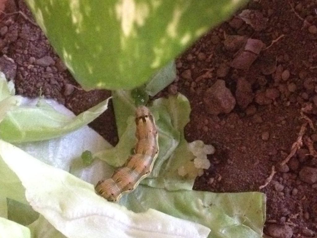 Helicoverpa armigera. Consigli? Uova???