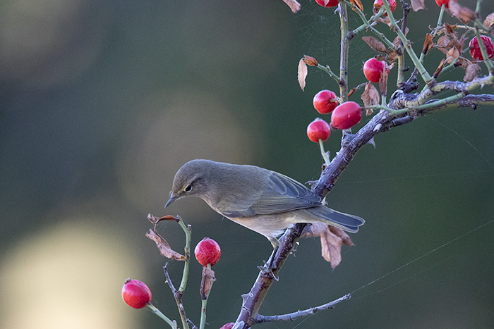 Lu piccolo (Phylloscopus collybita)