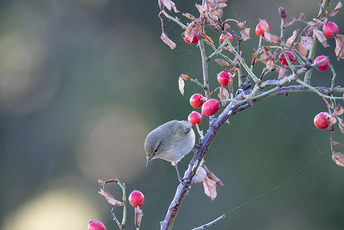 Lu piccolo (Phylloscopus collybita)