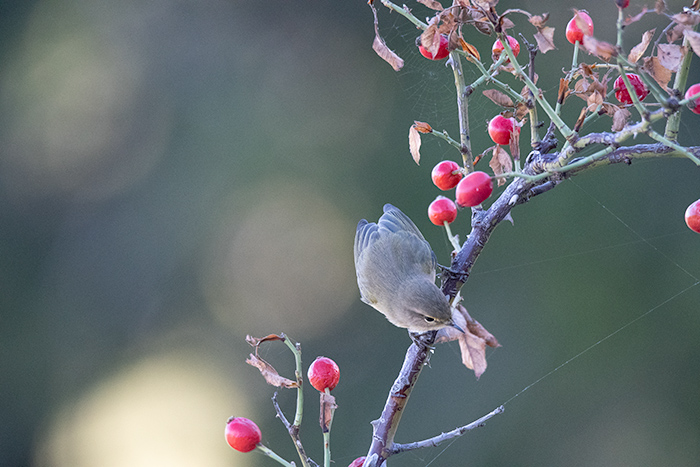 Lu piccolo (Phylloscopus collybita)