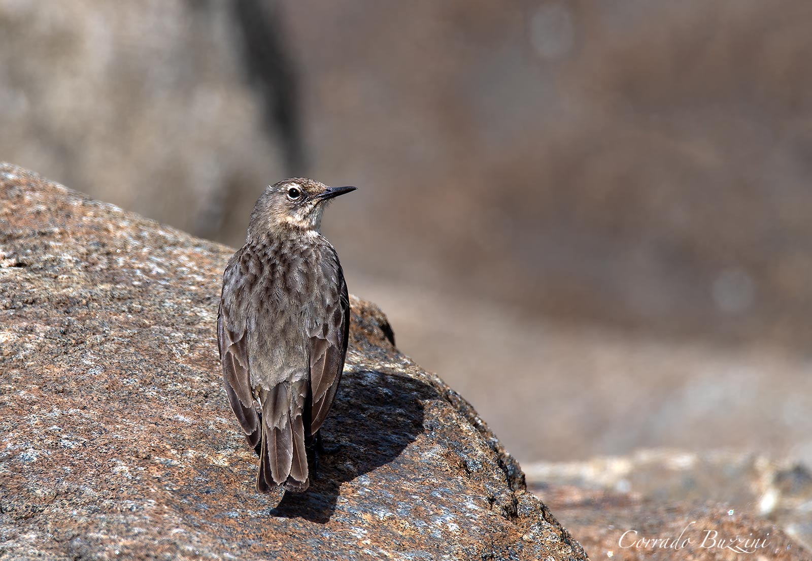 Spioncello marino (Anthus petrosus)