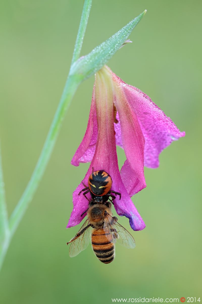 Synema globosum con Apis mellifera - Montemurlo (PO)