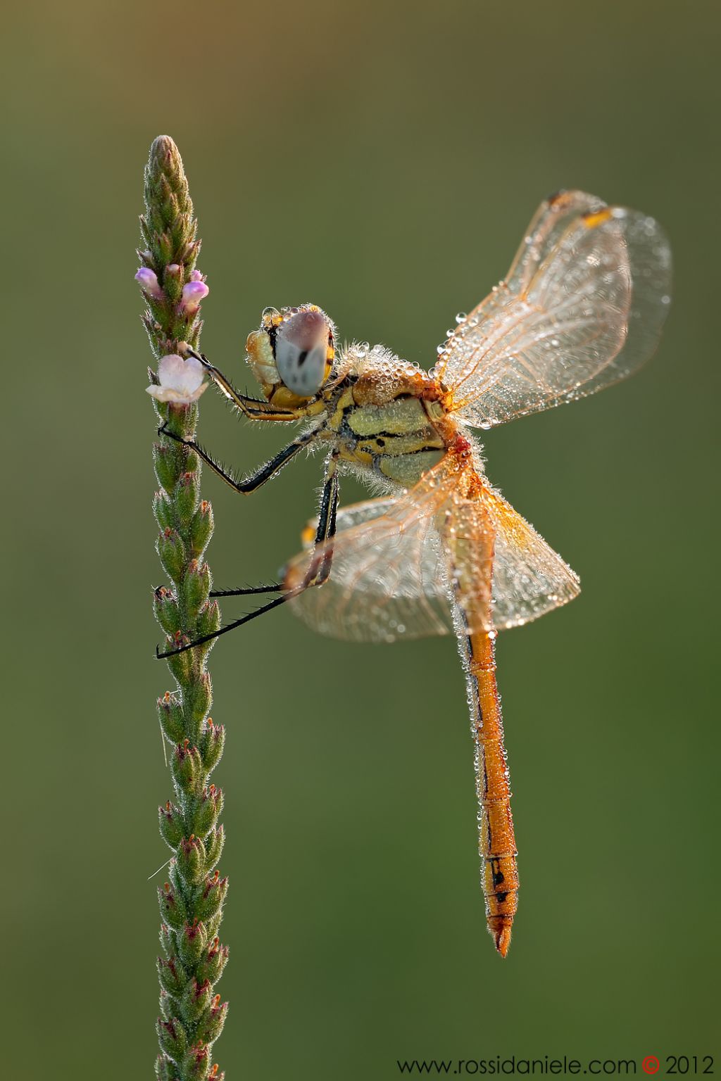 maschio immaturo di Sympetrum fonscolombii