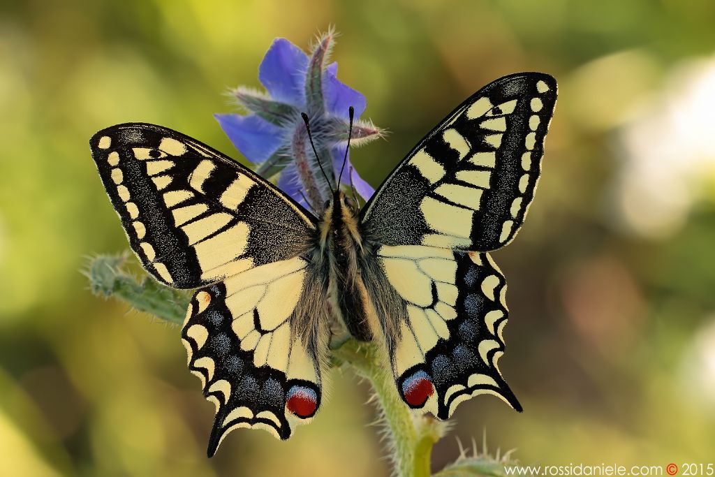 Papilio machaon M o F?