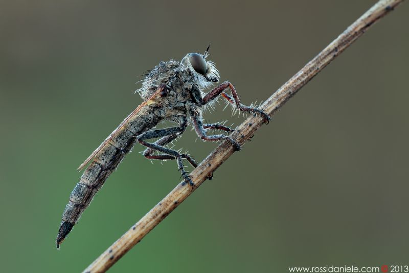 Killer da ID: Asilidae-Asilinae