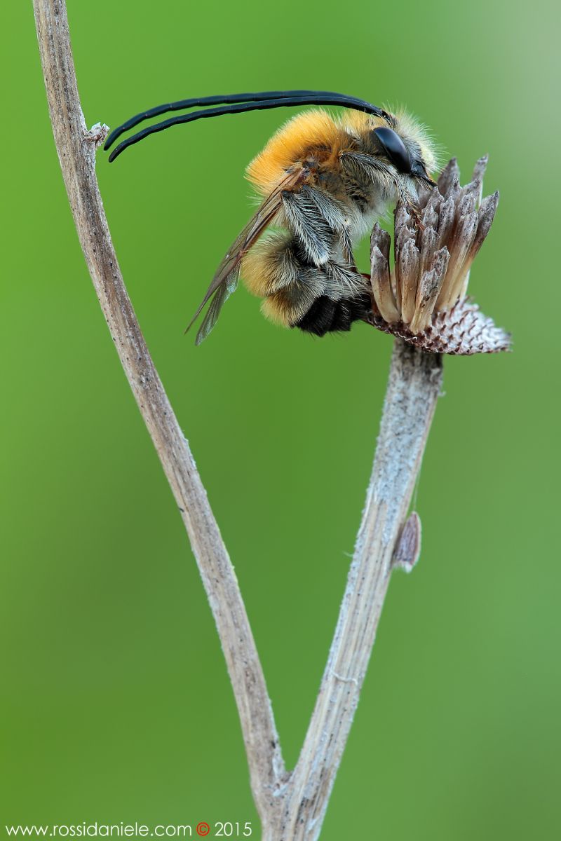 Eucera sp.???