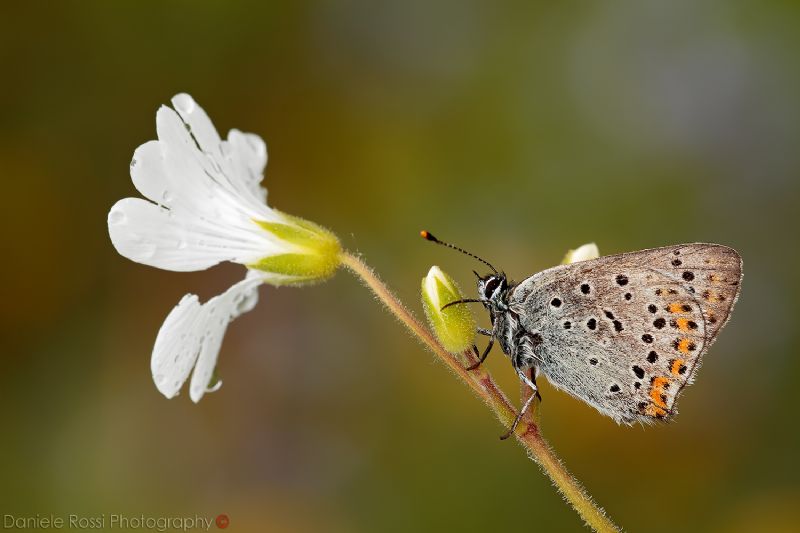 Licenide da ID - Lycaena tityrus