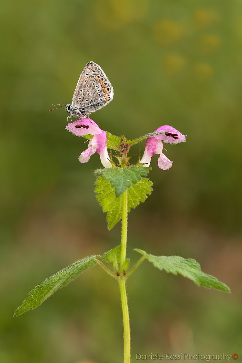 Lycaenidae:   Polyommatus sp.