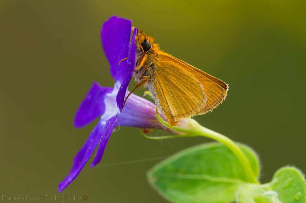 Info ID Hesperiidae
