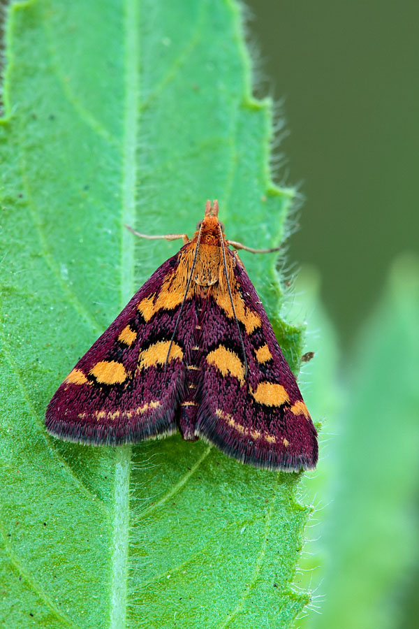 Richiesta Identificazione - Pyrausta purpuralis
