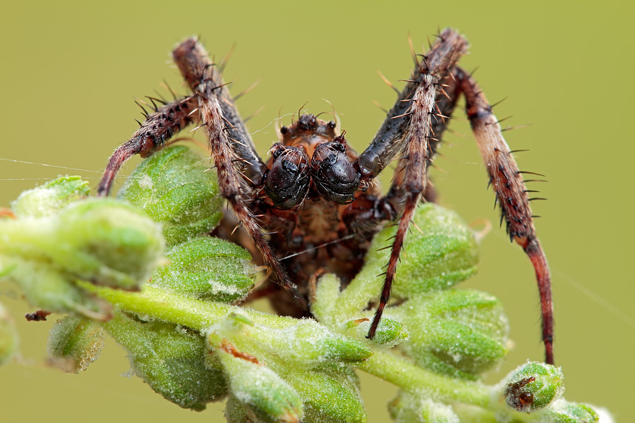 Araneus sp.
